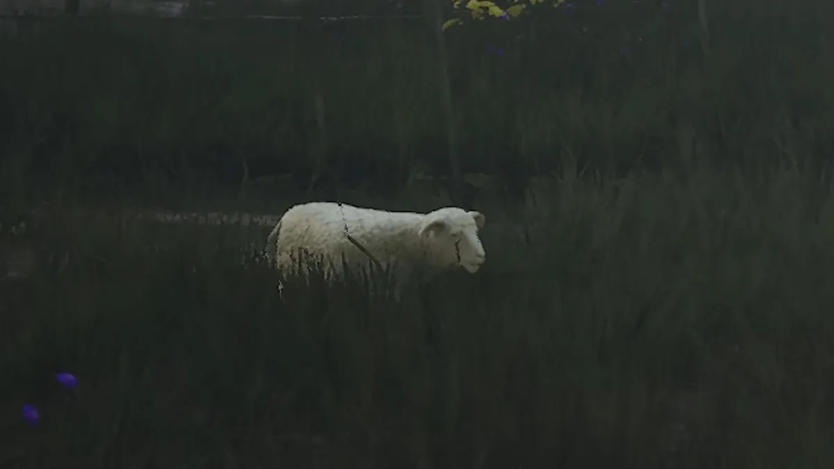 Manor Lords sheep roaming grass